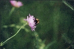 Hummel